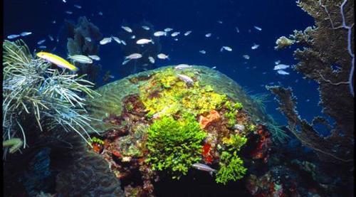 Sailors for the Sea - coral head in Dry Tortugas ©  SW